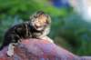 pelegboy2weeks2days29539_small.jpg