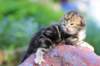 pelegboy2weeks2days2953_small.jpg