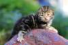 pelegboy2weeks2days2954_small.jpg