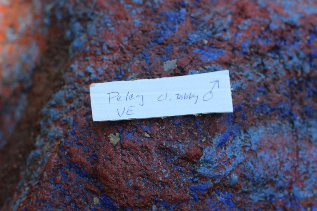 pelegboy2weeks2days2957.jpg