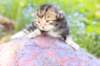pelegboy2weeks2days2958_small.jpg