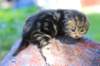 pelegboy2weeks2days2959_small.jpg