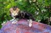 pelegimg_1030_small.jpg