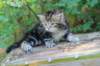 pelegboy5weeks10_small.jpg
