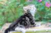 pelegboy5weeks15_small.jpg