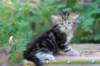 pelegboy5weeks17_small.jpg