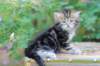 pelegboy5weeks18_small.jpg