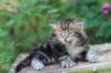 pelegboy5weeks22_small.jpg