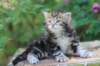 pelegboy5weeks23_small.jpg