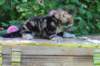 pelegboy5weeks7_small.jpg
