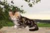 peleg6weeks16_small.jpg