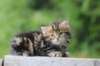 peleg6weeks3_small.jpg