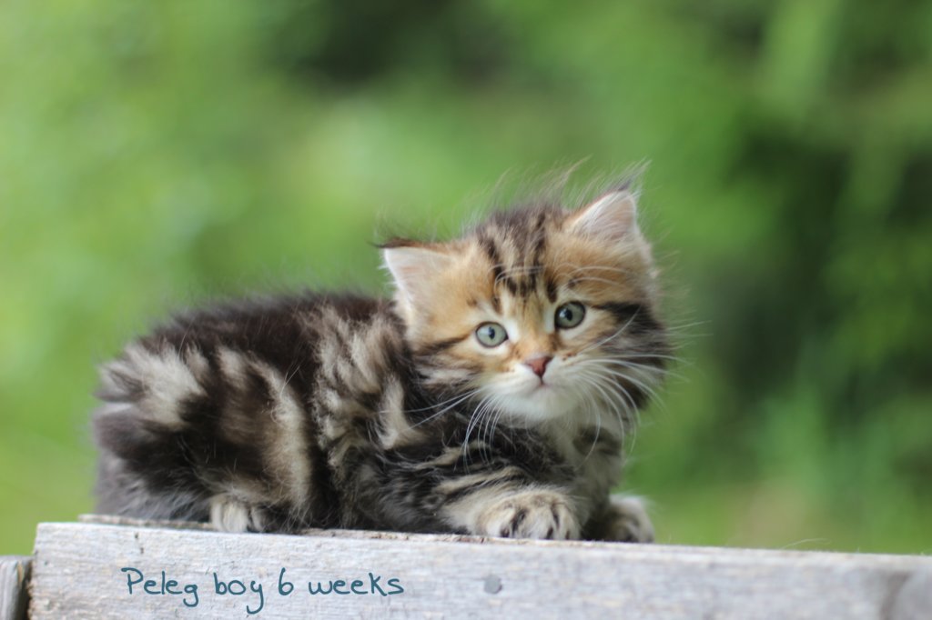 peleg6weeks4.jpg