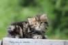 peleg6weeks4_small.jpg