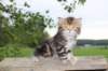 peleg6weeks9_small.jpg