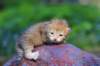 img_0497_small.jpg