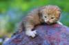 img_0514_small.jpg