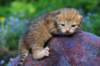 img_0522_small.jpg