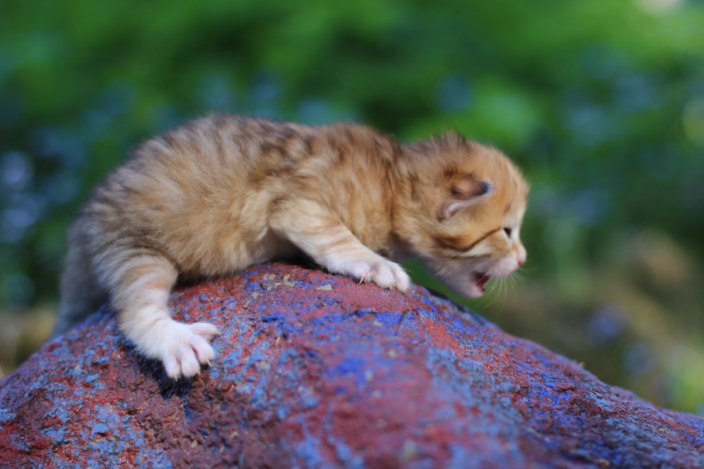 peterboy2weeks2days2952018.jpg