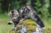 phebe15weeks268102_small.jpg