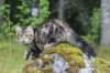 phebe15weeks268103_small.jpg
