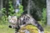 phebe15weeks268106_small.jpg