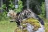 phebe15weeks268109_small.jpg