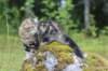 phebe15weeks268110_small.jpg