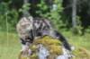 phebe15weeks268111_small.jpg