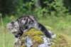 phebe15weeks268112_small.jpg