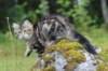 phebe15weeks268113_small.jpg