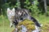 phebe15weeks268114_small.jpg