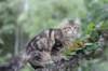 phebe15weeks268116_small.jpg