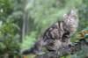 phebe15weeks268119_small.jpg