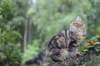 phebe15weeks268120_small.jpg