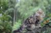 phebe15weeks268121_small.jpg