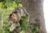 phebe15weeks268131_small.jpg