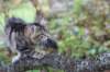 phebe15weeks26814_small.jpg