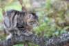 phebe15weeks26815_small.jpg
