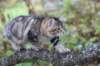 phebe15weeks26816_small.jpg