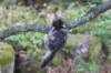 phebe15weeks26817_small.jpg