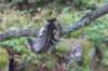 phebe15weeks26820_small.jpg