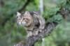 phebe15weeks26828_small.jpg