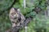 phebe15weeks26829_small.jpg