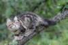 phebe15weeks2682_small.jpg