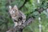 phebe15weeks26831_small.jpg