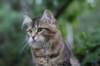 phebe15weeks26833_small.jpg