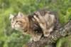 phebe15weeks26839_small.jpg
