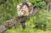 phebe15weeks26842_small.jpg