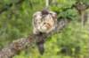 phebe15weeks26844_small.jpg